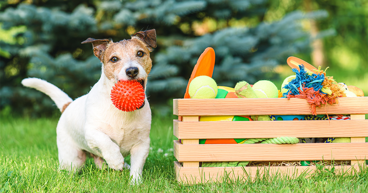 Dogs remember names of toys after not seeing them for years, new study